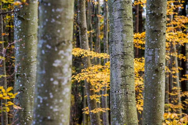 Een Herfst Boslandschap Close Uitzicht Beukenbomen Groene Gouden Bladeren Duitsland — Stockfoto
