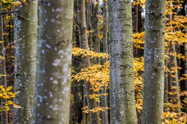 Uma Paisagem Floresta Outono Vista Panorâmica Faia Folhas Verdes Douradas — Fotografia de Stock