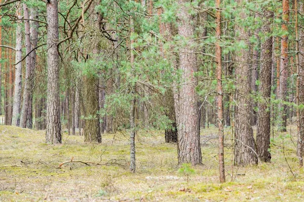 Vue Sur Forêt Pins Par Une Journée Nuageuse Printemps Lettonie — Photo