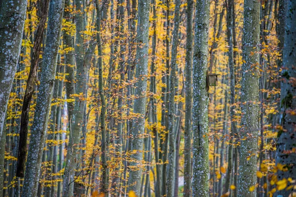 Een Herfst Boslandschap Close Uitzicht Beukenbomen Groene Gouden Bladeren Duitsland — Stockfoto