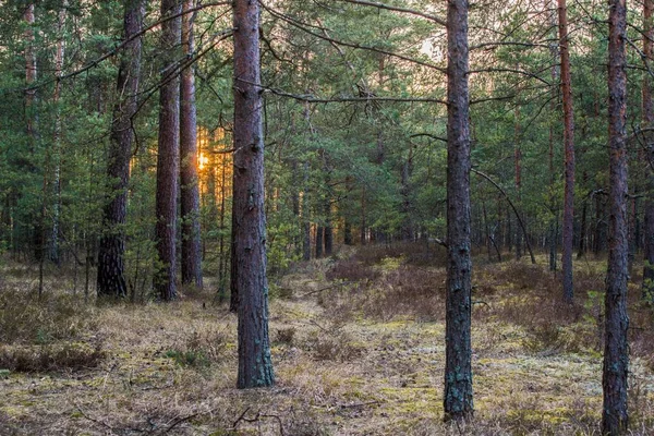 夕暮しの松林の眺め ラトビア — ストック写真
