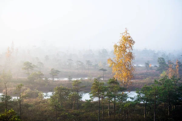 Pure morning light and fog over the swamp, blue water and green pine trees. A view from the watching tower. Kemeri, Latvia