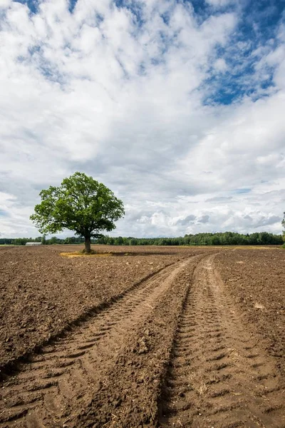 Una Vista Del Campo Agrícola Con Árbol Verde Fondo Día —  Fotos de Stock