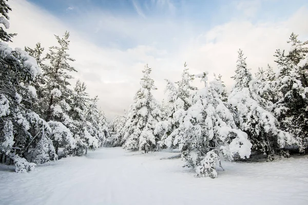 Una Vista Del Bosque Pinos Día Soleado Invierno Letonia — Foto de Stock