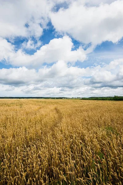 Uitzicht Het Platteland Landbouwveld Een Zonnige Zomerdag Donkerblauwe Lucht Met — Stockfoto