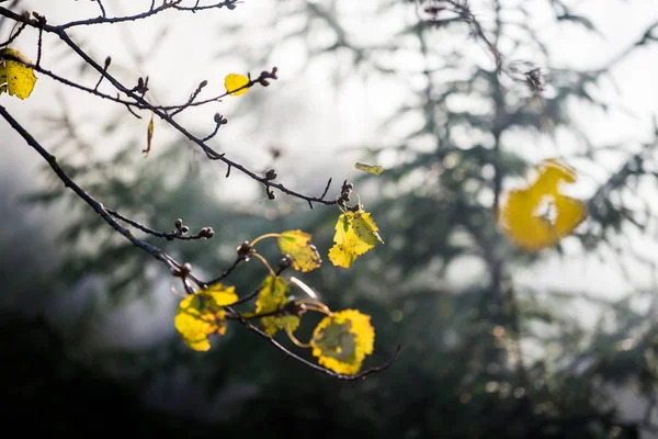 秋天的风景 森林里的晨雾 金黄的叶子和松树的树枝 — 图库照片