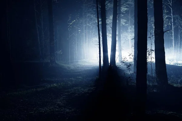松树林中雾蒙蒙的早晨 一个草 植物和树木特写 塞纳斯轮胎 拉脱维亚 — 图库照片