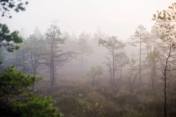 Bewolkte Herfst Dag Het Bos Ochtend Mist Groene Pijnbomen Kemeri — Stockfoto