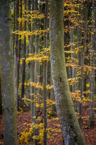 Autumn Forest Landscape Close View Beech Trees Green Golden Leaves — Stock Photo, Image