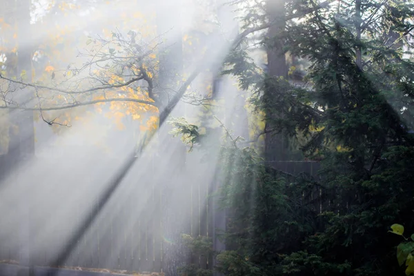 Herbstlandschaft Morgennebel Wald Sonnenstrahlen Goldene Blätter Und Äste Von Kiefern — Stockfoto