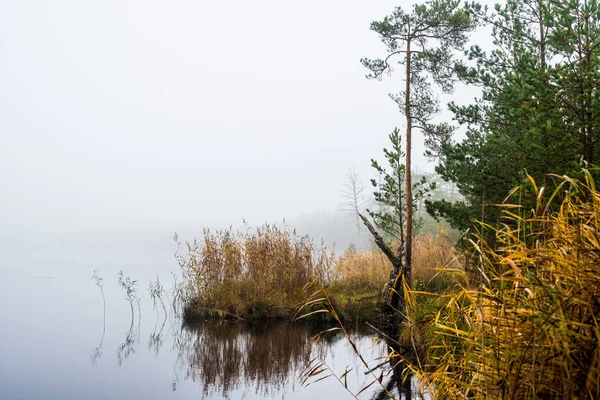Jesienny Krajobraz Poranna Mgła Bagno Las Tle Cenas Tirelis Łotwa — Zdjęcie stockowe