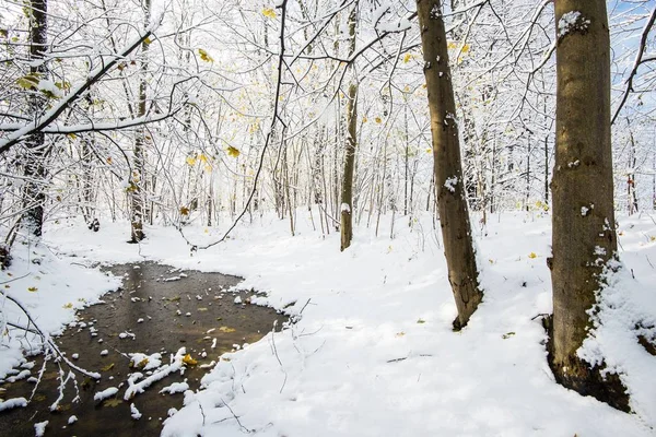 森林景观 一条冰封的河流在白雪覆盖的森林里 金色的树叶在树上 阳光明媚的冬日 拉托维亚 — 图库照片