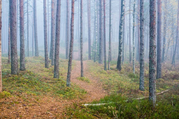 Jour Automne Nuageux Dans Forêt Brouillard Matinal Pins Verts Kemeri — Photo