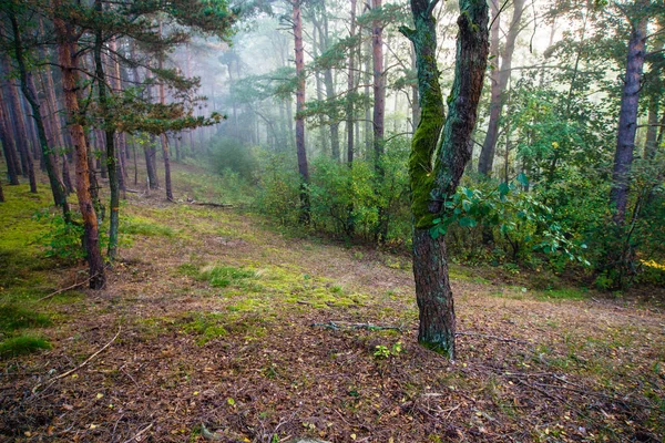 Yeşil Ormanda Saf Sabah Işığı Letonya — Stok fotoğraf