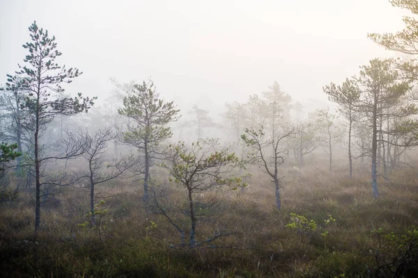 Pochmurny Jesienny Dzień Lesie Poranna Mgła Zielone Drzewa Sosnowe Kemeri — Zdjęcie stockowe