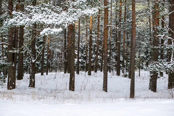 Snötäckt Tallskog Solig Vinterdag Estland — Stockfoto