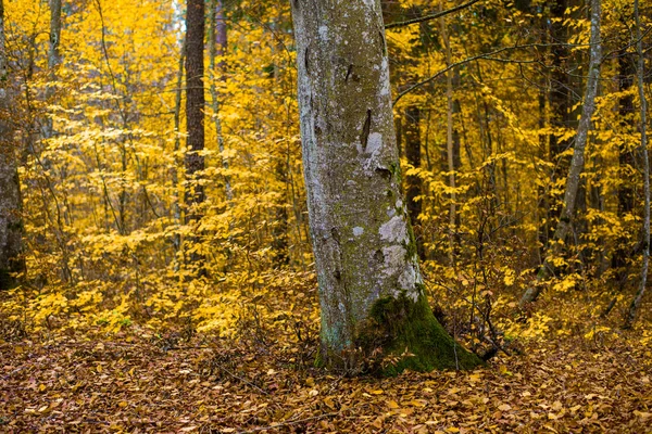 Ett Höst Skogs Landskap Närbild Bokträd Gröna Och Gyllene Löv — Stockfoto