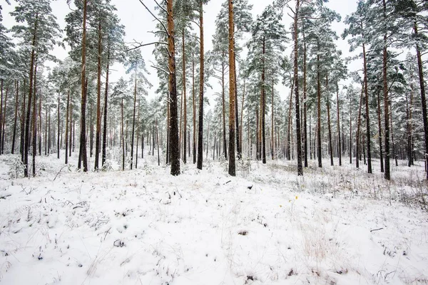 Paseo Por Bosque Pinos Cubierto Nieve Día Nublado Invierno Letonia — Foto de Stock