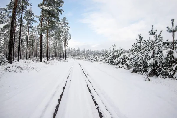 Walkway Snow Covered Pine Forest Cloudy Winter Day Latvia — Stock Photo, Image