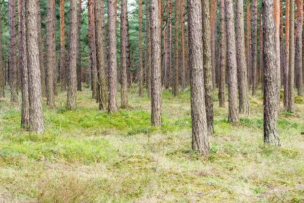 Vue Sur Forêt Pins Par Une Journée Nuageuse Printemps Lettonie — Photo