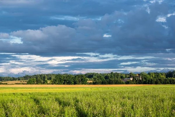 Green Country Agricultural Field Stormy Sky Summer Day Latvia — Stock Photo, Image