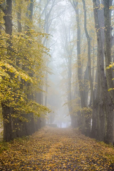 Uma Neblina Matinal Outono Uma Vista Passarela Parque Árvores Velhas — Fotografia de Stock