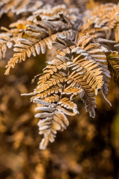 Мороз Листьях Крупным Планом Латвия — стоковое фото