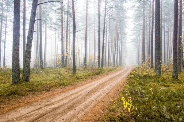 Paesaggio Forestale Autunnale Una Strada Sterrata Tra Pini Lettonia — Foto Stock