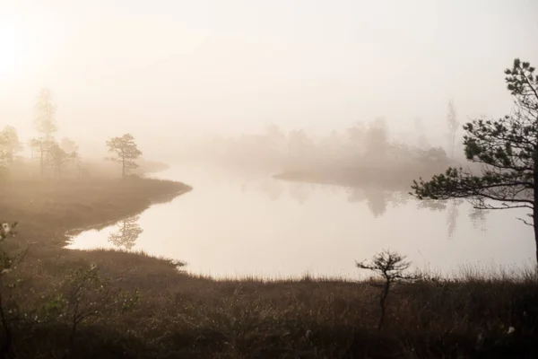 Autumn Landscape Morning Fog Swamp Forest Background Kemeri Latvia — Stock Photo, Image