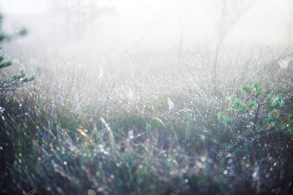 Sunlight. Foggy morning in the pine forest. A grass close-up, Latvia