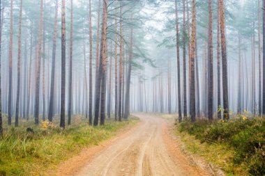 Sonbahar ormanı manzarası. Çam ağaçlarının arasından toprak bir yol, Letonya