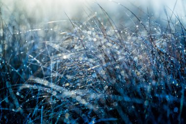 Güneş ışığı. Çam ormanında sisli bir sabah. Bir çim yakın çekim, Letonya
