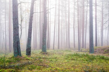Ormanda bulutlu bir sonbahar günü. Sabah sisi ve yeşil çam ağaçları. Kemeri, ne? Letonya