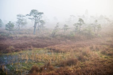 Ormanda bulutlu bir sonbahar günü. Sabah sisi ve yeşil çam ağaçları. Kemeri, ne? Letonya