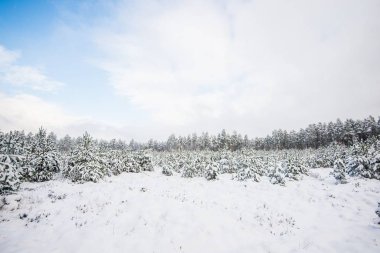 Güneşli bir günde karla kaplı çam ağacı ormanı, köknar yakın çekim, Letonya