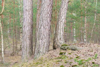 Bulutlu bir bahar gününde çam ağacı ormanı manzarası, Letonya