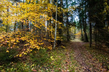 Sonbahar ormanı manzarası. Kayın ağaçlarının, yeşil ve altın yaprakların yakından görünümü, Almanya