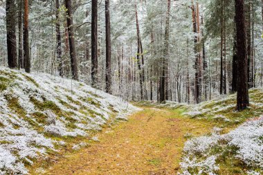 Bulutlu bir sonbahar gününde karla kaplı ormanda bir yol, Letonya