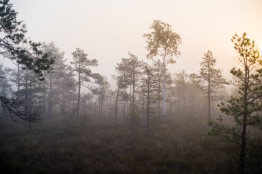 Ormanda bulutlu bir sonbahar günü. Sabah sisi ve yeşil çam ağaçları. Kemeri, ne? Letonya