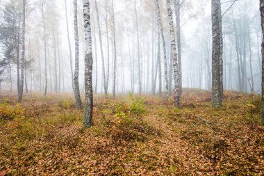 Ormanda bir sabah sisi, yeşil ve altın yapraklar, huş ağaçları yakın çekim, Letonya
