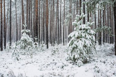 Bulutlu bir kış gününde karla kaplı çam ağacı ormanı, Letonya