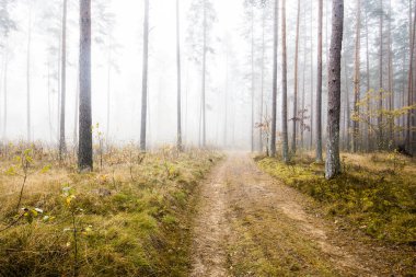 Sonbahar ormanı manzarası. Çam ağaçlarının arasından toprak bir yol, Letonya
