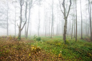 Ormanda bir sabah sisi, yeşil ve altın yapraklar, huş ağaçları yakın çekim, Letonya