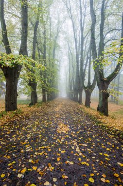 Sonbahar sabahı sisi. Parktaki geçit, eski ağaçlar ve altın yapraklar manzarası. Riga, Letonya