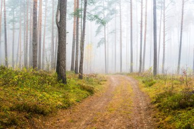 Sonbahar ormanı manzarası. Çam ağaçlarının arasından toprak bir yol, Letonya