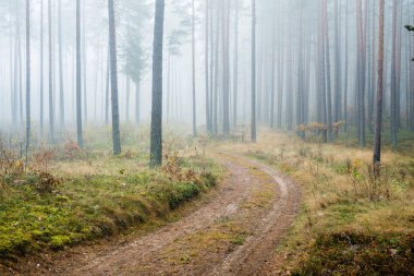 Sonbahar ormanı manzarası. Çam ağaçlarının arasından toprak bir yol, Letonya