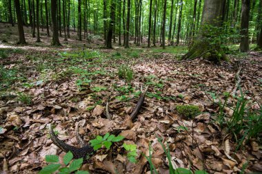 Orman manzarası. Yeşil orman ve eğrelti otu, Almanya