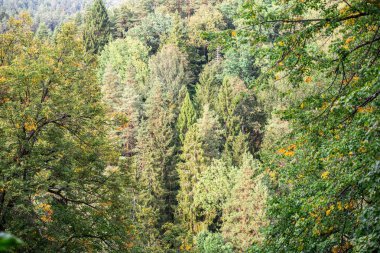 Sigulda, Letonya'daki Turaida Kalesi yakınlarındaki çam ormanı manzarası