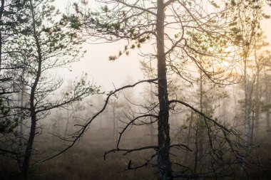 Ormanda bulutlu bir sonbahar günü. Sabah sisi ve yeşil çam ağaçları. Kemeri, ne? Letonya