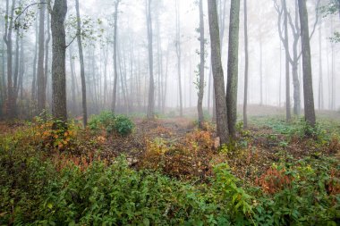 Ormanda bir sabah sisi, yeşil ve altın yapraklar, huş ağaçları yakın çekim, Letonya
